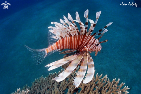 A Llion fish