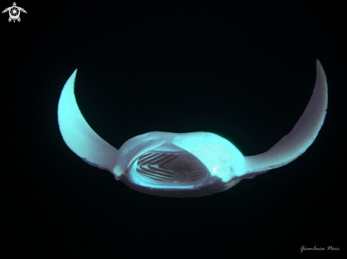 A Manta