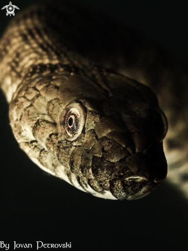 A Natrix tessellata | Vodena zmija Ribarica / Water snake - Ribarica.