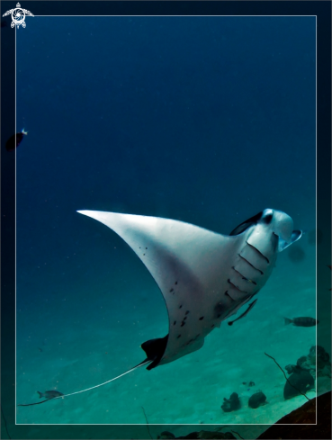 A Manta Ray