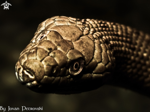 A Natrix tessellata | Vodena zmija Ribarica / Water snake - Ribarica.