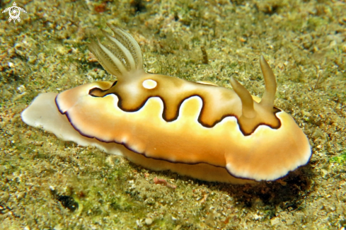 A Chromodoris coi | Nudibranch