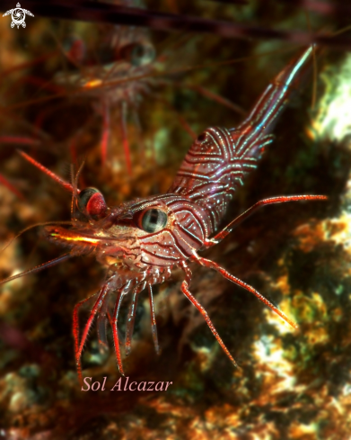 A dancing shrimp