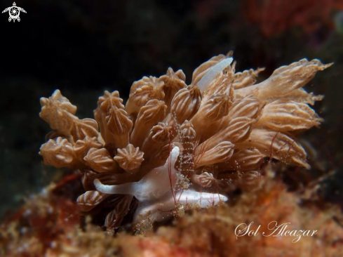 A Rudmani's nudibranch