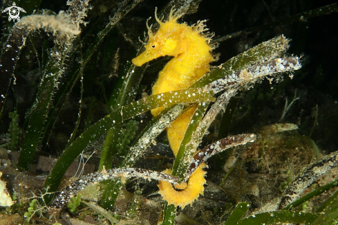 A Cavalluccio marino-Sea Horse