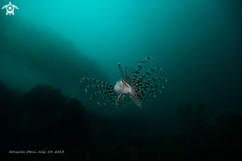 A Lionfish