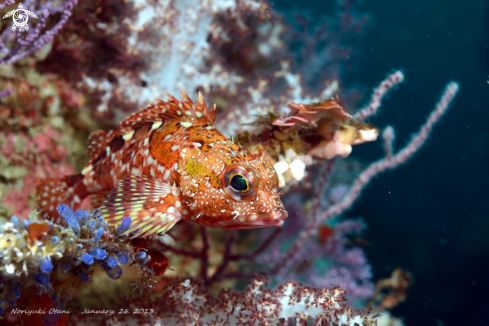 A Scorpionfish