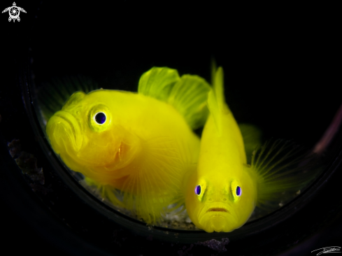 A Lubricogobius exiguus | Yellow Pygmy Goby