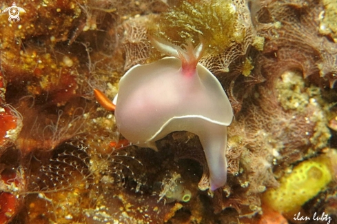 A Hypselodoris bullockii | Nudibranch