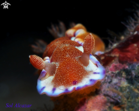 A Juvenile Spanish Dancer