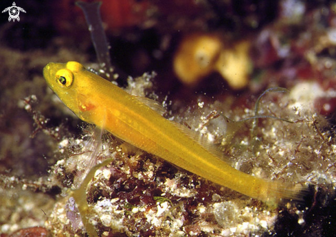 A Gobius auratus | Ghiozzo dorato