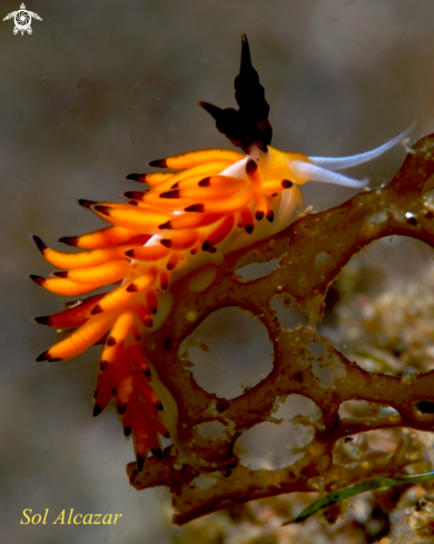 A Favorinus Nudibranch