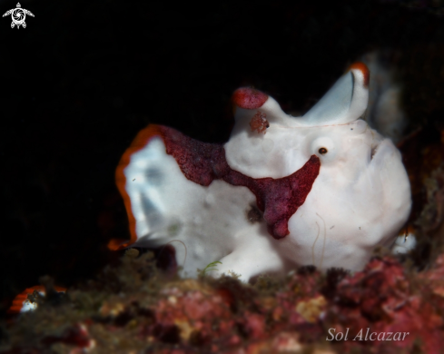 A juvenile frogfish 