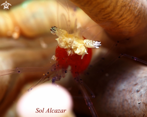 A Mushroom coral shrimp