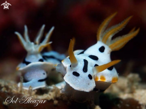 A Chromodoris dianae | Nudibranch Dianae