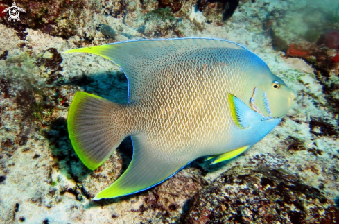 A pesce angelo - QUEEN ANGELFISH  