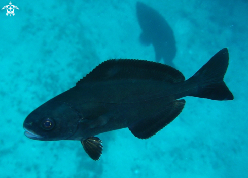 A Ricciola di fondale