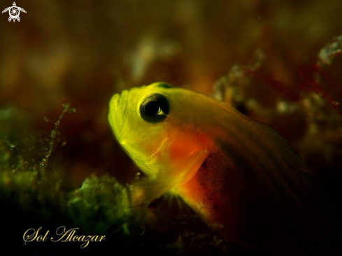 A Gobiodon okinawae | Pygmy yellow goby