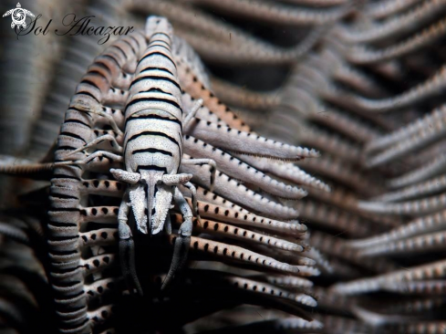 A Periclimenes sp. | crinoid shrimp