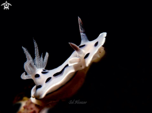 A chromodoris dianae nudibranch 