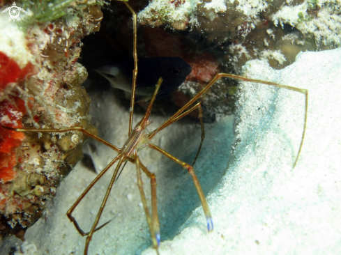 A Stenorhynchus seticornis | arrow crab