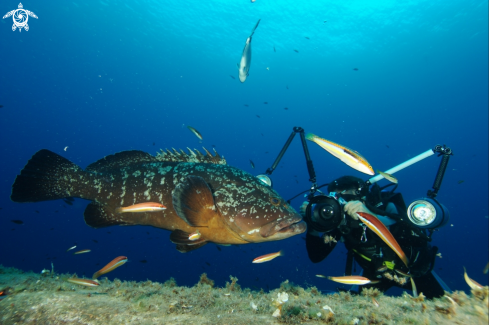 A Cernia bruna,brown grouper, merou