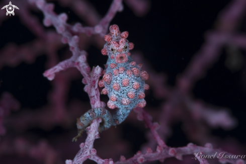 A Pygmy Seahorse Bargibanti