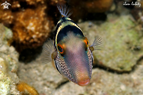 A Reef fish