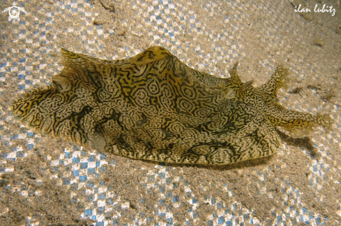 A sea hare