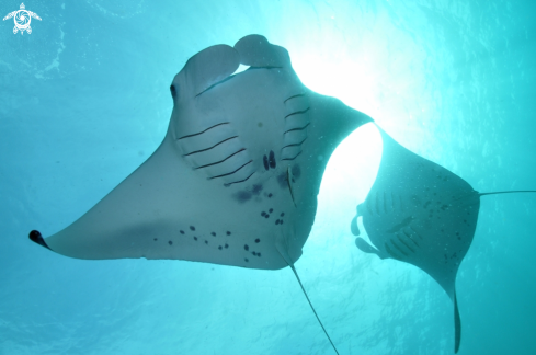 A Manta birostris | Manta Ray