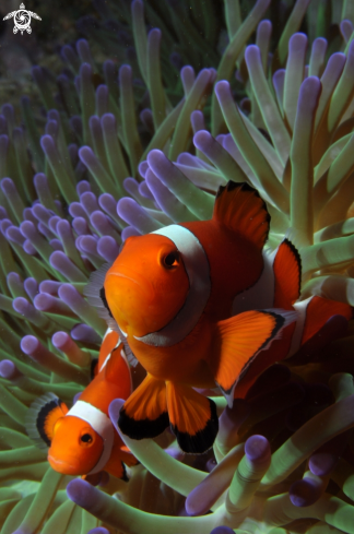 A Ocellaris clownfish, Amphiprion ocellaris | Anemonefish