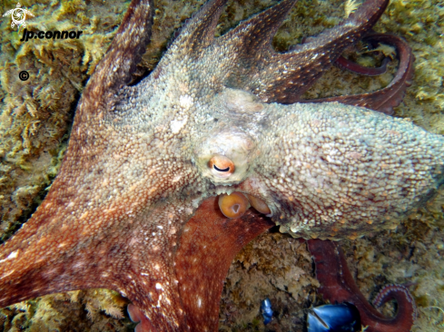 A Octopus vulgaris | Poulpe