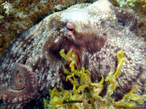 A Octopus vulgaris | Poulpe