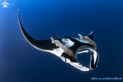 A Mantaray