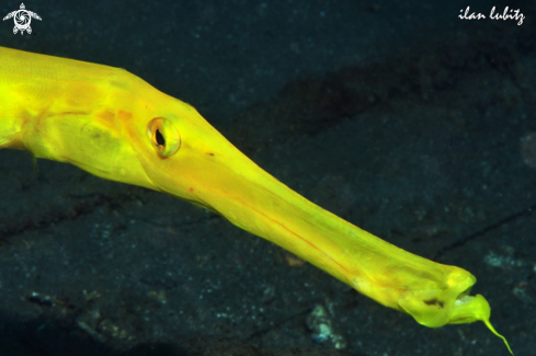 A Reef fish