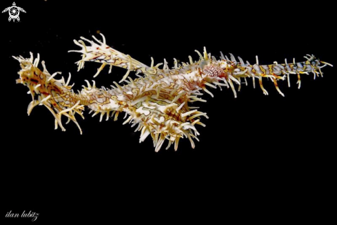 A Ghostpipefish