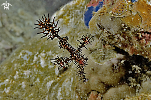 A Ghostpipefish