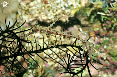 A Ghostpipefish