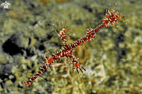 A Ghostpipefish