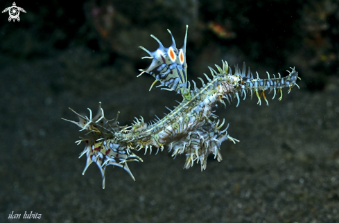 A Ghostpipefish