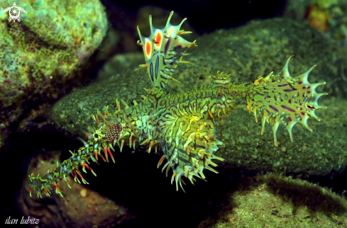 A Ghostpipefish