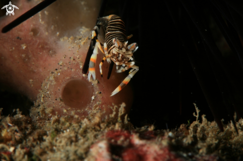 A Gnathophyllum americanum | Bumble Bee Shrimp