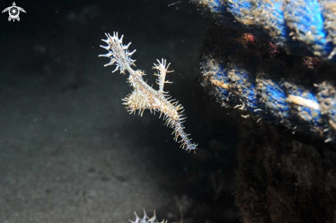 A Ghostpipefish