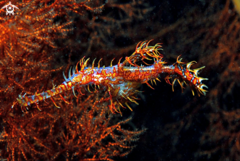 A Ghostpipefish