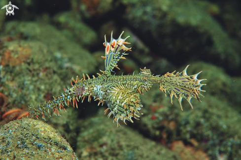 A Solenostomus paradoxus | Ghostpipefish