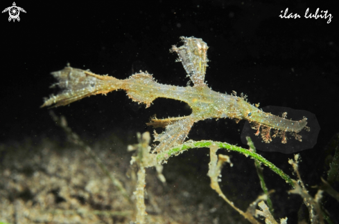 A Ghostpipefish