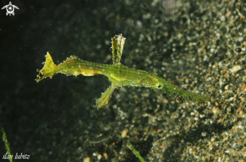 A Solenostomus paradoxus | Ghostpipefish