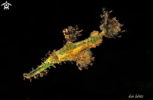 A Solenostomus paradoxus | Ghostpipefish