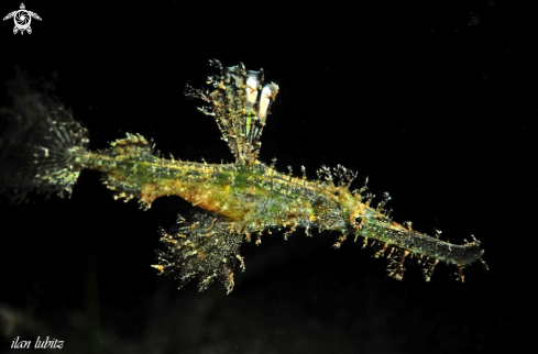 A Solenostomus paradoxus | Ghostpipefish