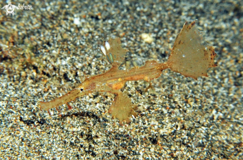 A Solenostomus paradoxus | Ghostpipefish